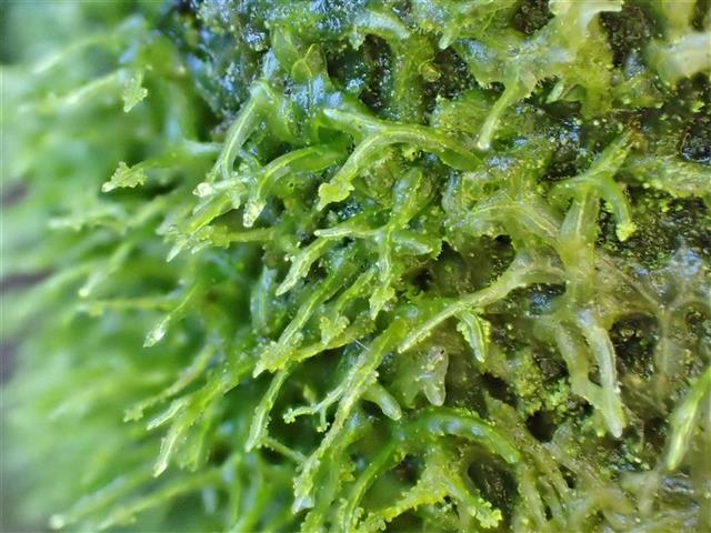 Metzgeria temperata Kuwah. #61699