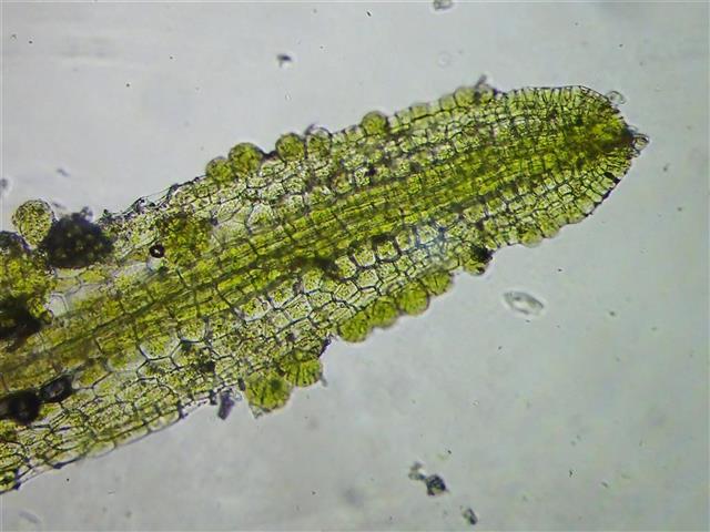 Metzgeria temperata Kuwah. #61702