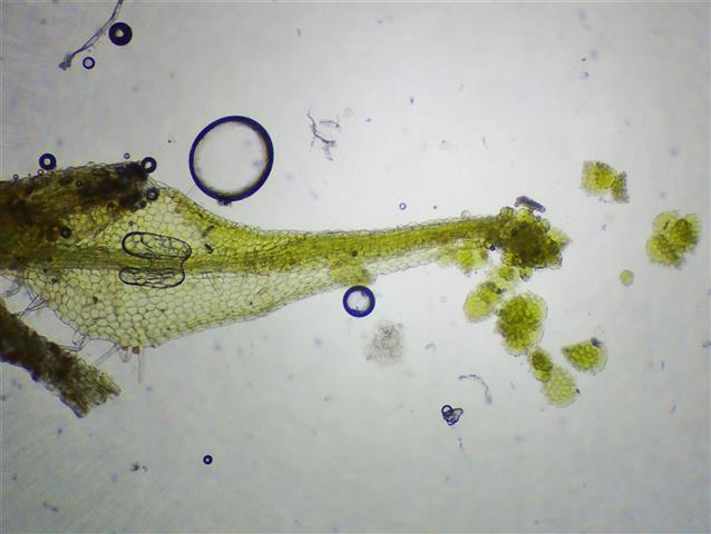 Metzgeria violacea (Ach. in F.Weber & D.Mohr) Dumort. #61708