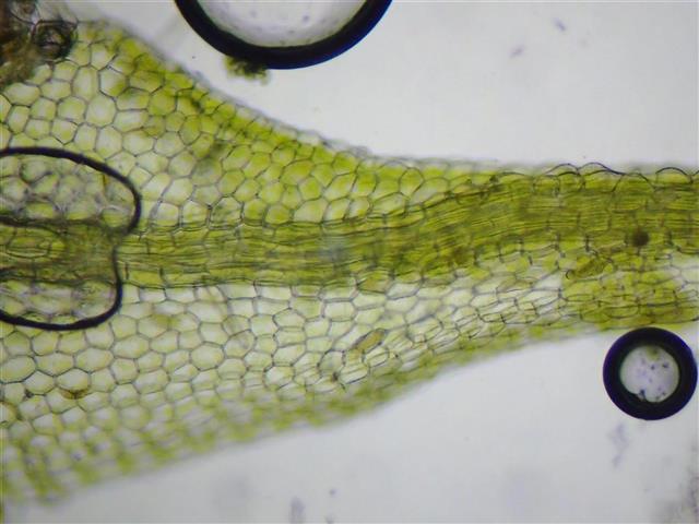 Metzgeria violacea (Ach. in F.Weber & D.Mohr) Dumort. #61707