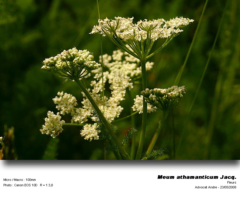 Meum athamanticum Jacq. (Fenouil des Alpes) #4017