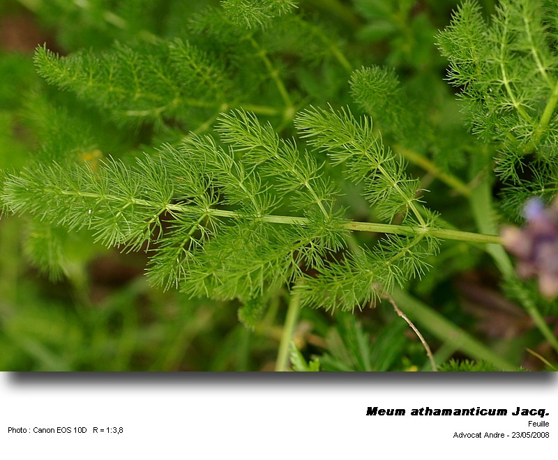 Meum athamanticum Jacq. (Fenouil des Alpes) #4019