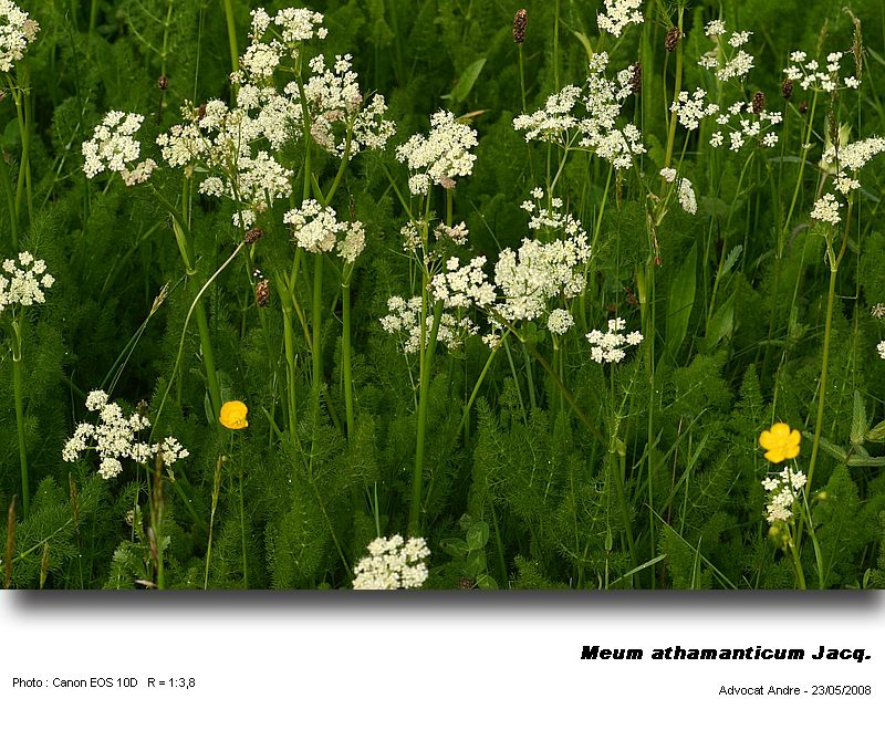 Meum athamanticum Jacq. (Fenouil des Alpes) #4016