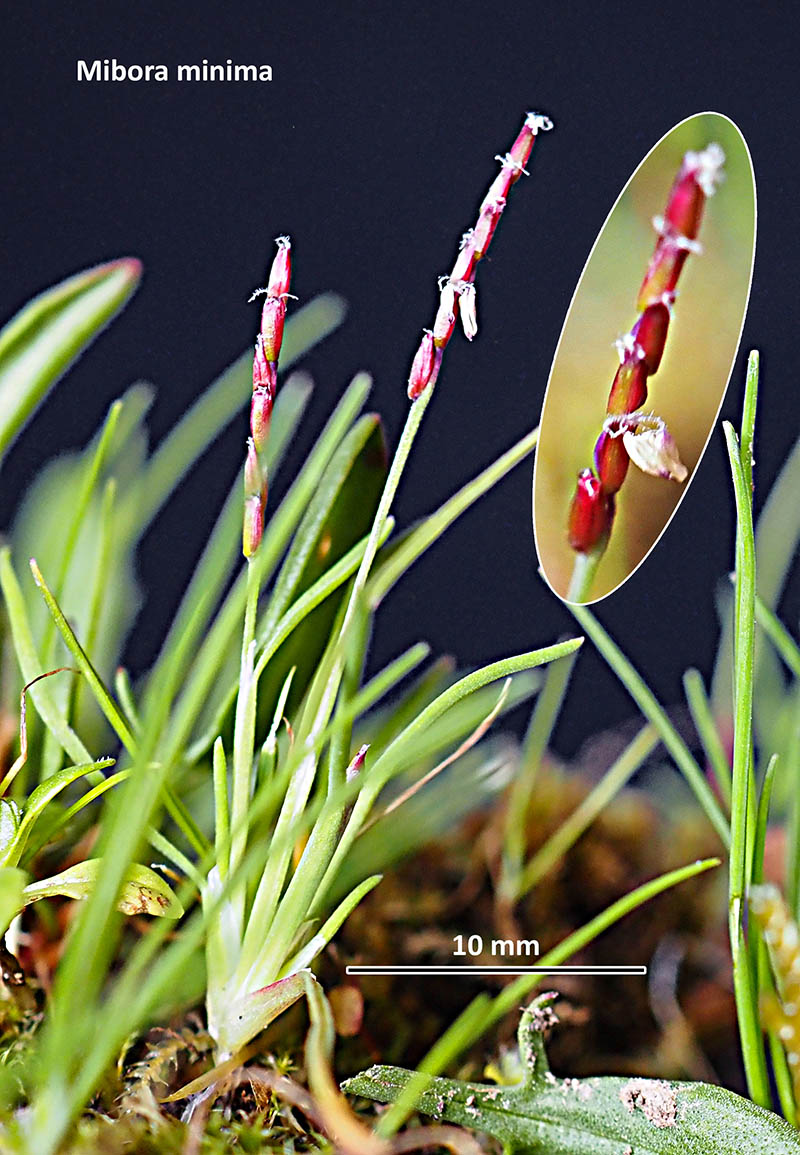 Mibora minima (L.) Desv. #78191