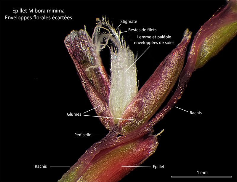 Mibora minima (L.) Desv. #78193