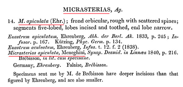 Micrasterias apiculata Ralfs #83394