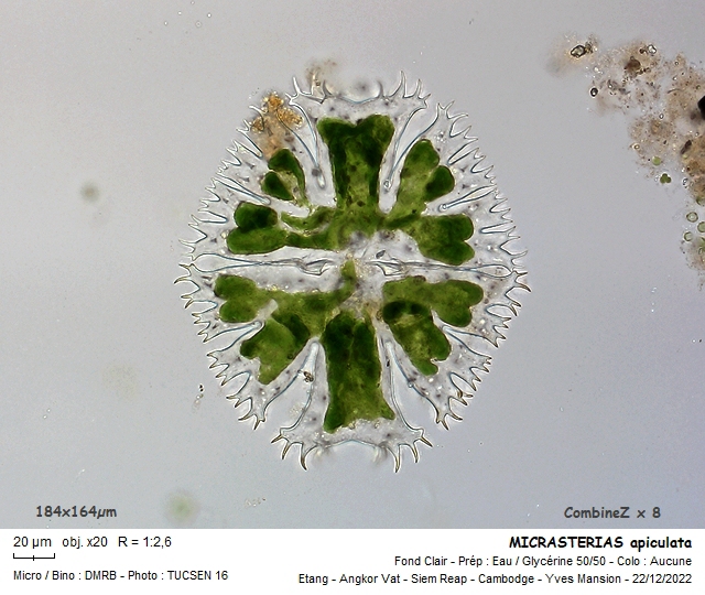 MICRASTERIAS apiculata #73135