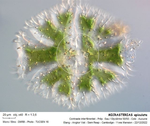 MICRASTERIAS apiculata #73138