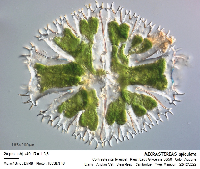 MICRASTERIAS apiculata #73136