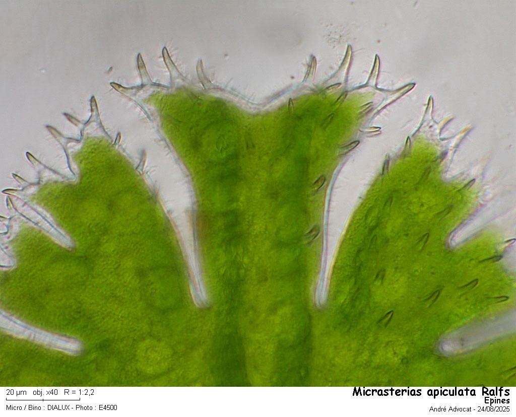 Micrasterias apiculata Ralfs #83389