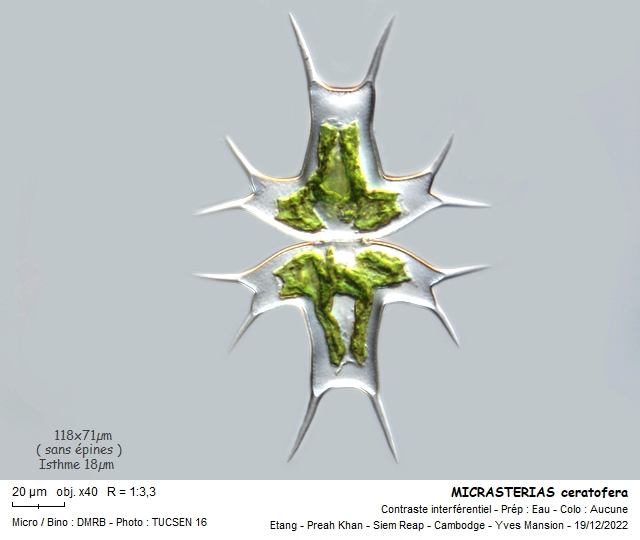 MICRASTERIAS ceratofera #73115