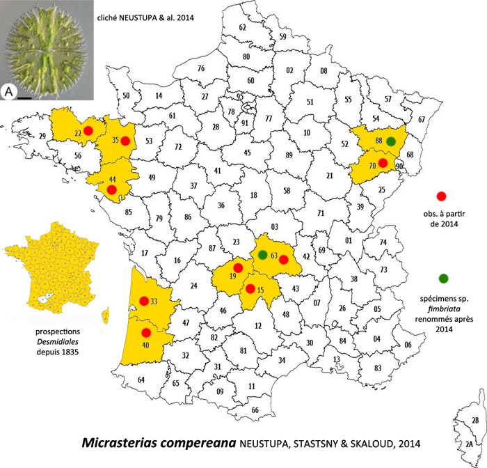 Micrasterias compereana Neustupa, St astny & Skaloud 2014 #83396