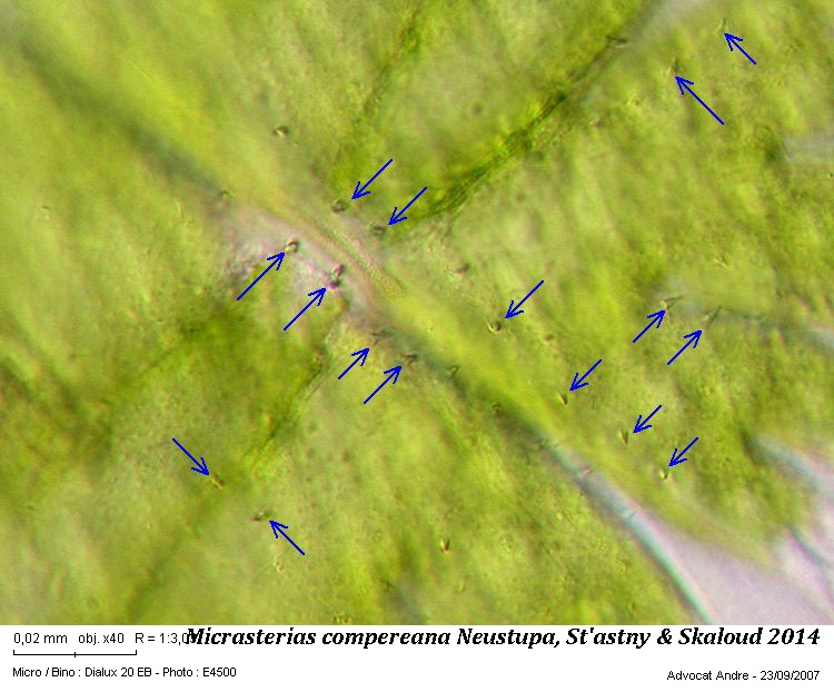Micrasterias compereana Neustupa, St astny & Skaloud 2014 #55976
