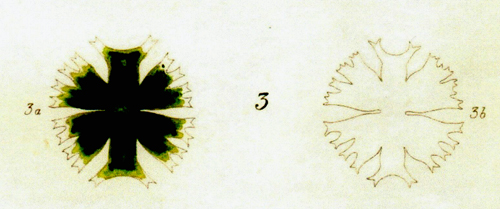 Micrasterias crux-melitensis Ralfs, 1848 #75967
