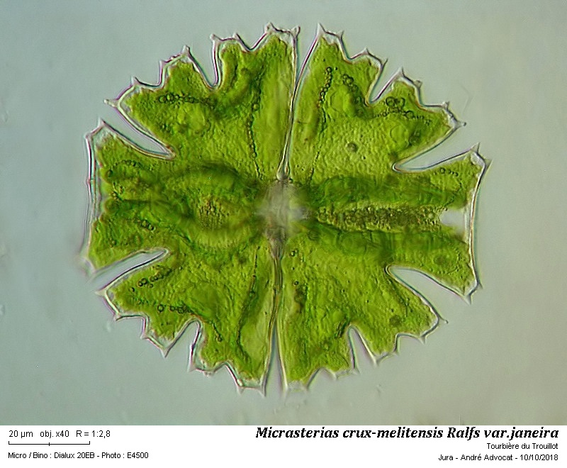 Micrasterias crux-melitensis Ralfs var. janeira #56641