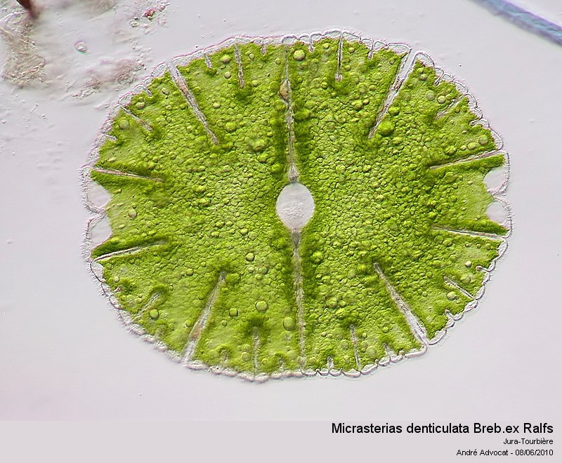 Micrasterias denticulata Breb. ex Ralfs #16447