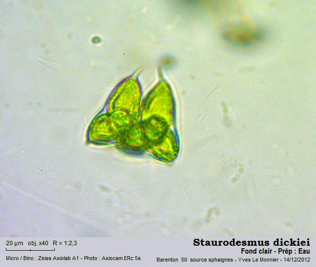 Micrasterias dickiei (ex Staurodesmus) #82139