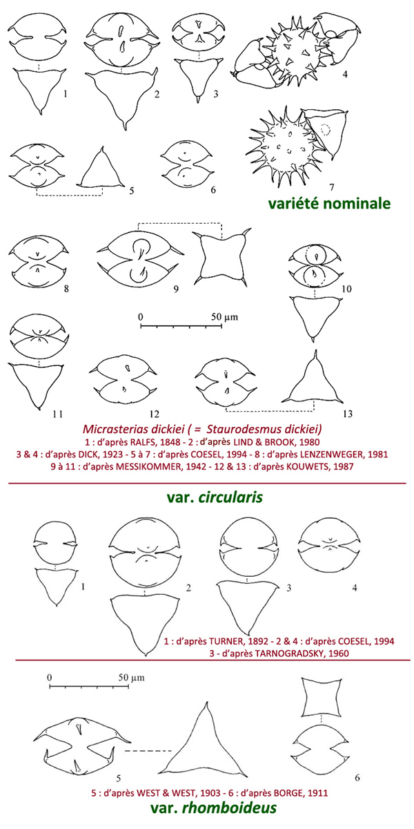 Micrasterias dickiei (ex Staurodesmus) #82140