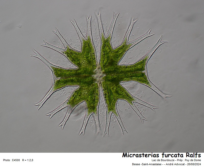 Micrasterias furcata Ralfs #80117