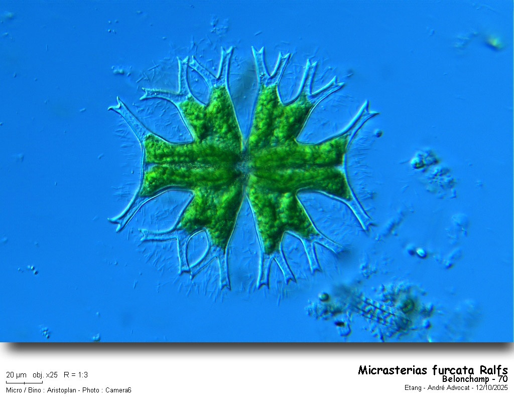 Micrasterias furcata Ralfs #83932