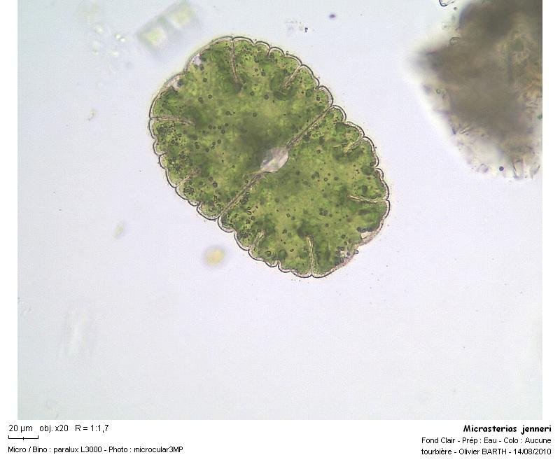 Micrasterias jenneri #17667
