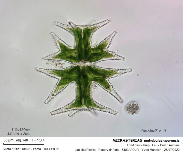 MICRASTERIAS mahabuleshwarensis #71486