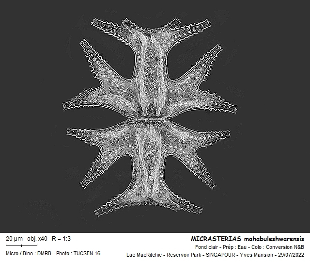 MICRASTERIAS mahabuleshwarensis #71512