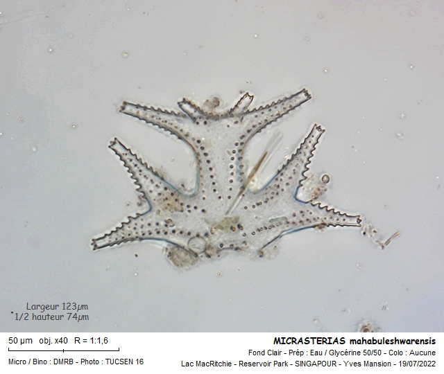 MICRASTERIAS mahabuleshwarensis #71487