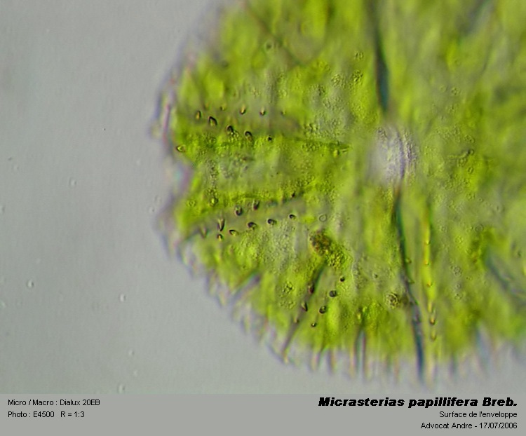 Micrasterias papillifera Breb. #3512