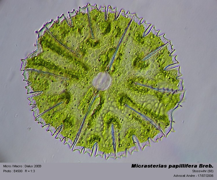 Micrasterias papillifera Breb. #3511