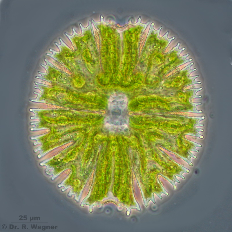Micrasterias papillifera #3508