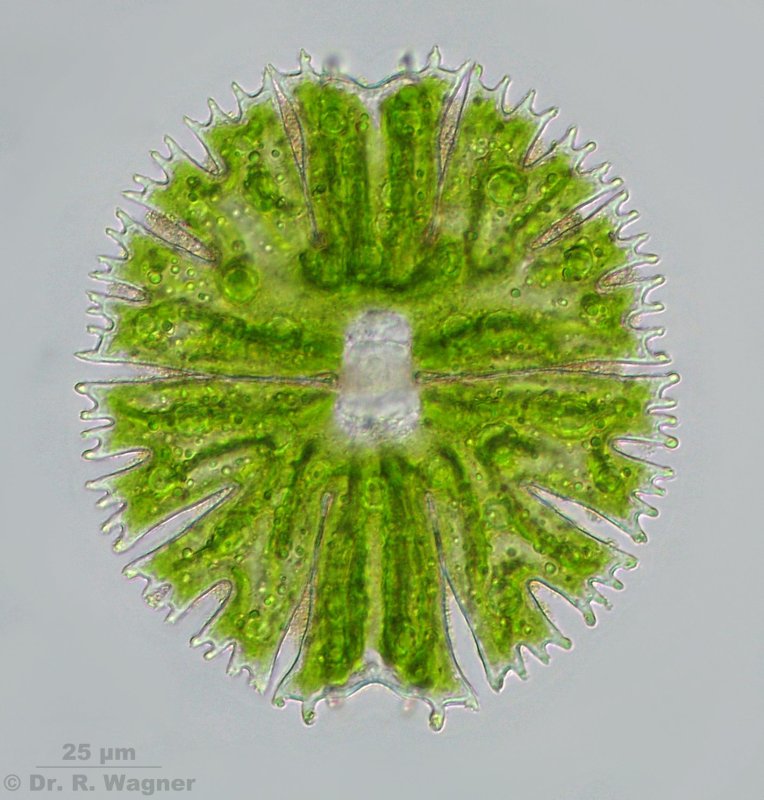 Micrasterias papillifera #3507