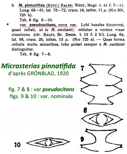 Micrasterias pinnatifida (Kütz.) ex  Ralfs var. pinnatifida #82211