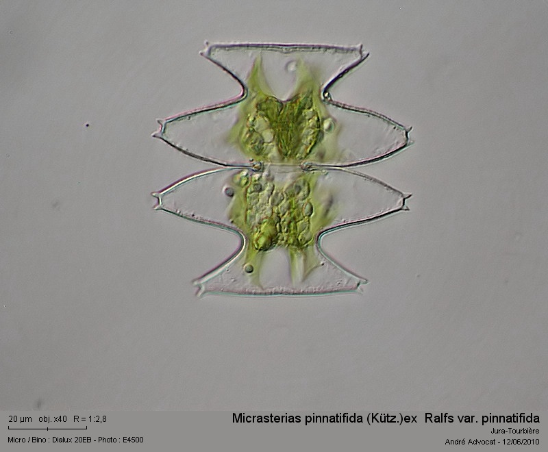 Micrasterias pinnatifida (Kütz.) ex  Ralfs var. pinnatifida #16503