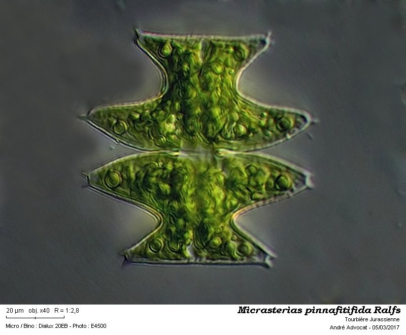 Micrasterias pinnatifida (Kütz.) ex  Ralfs var. pinnatifida #48821