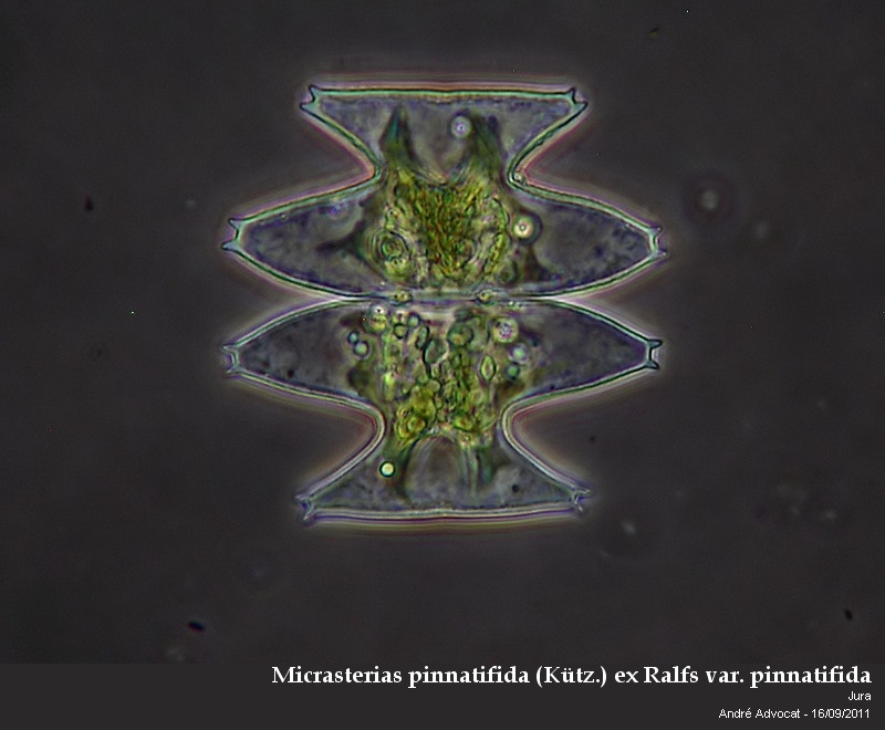 Micrasterias pinnatifida (Kütz.) ex  Ralfs var. pinnatifida #23965