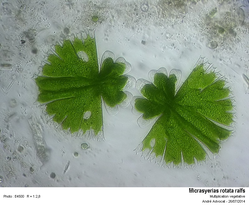 Micrasterias rotata - Multiplication végétative #38311