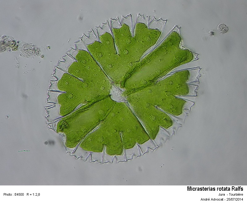 Micrasterias rotata - Multiplication végétative #38315
