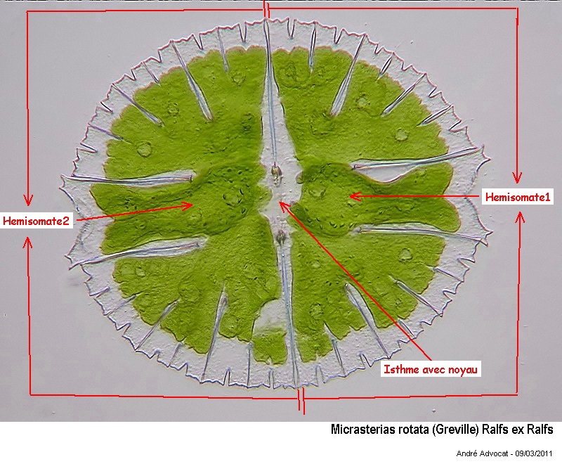 Micrasterias rotata - Multiplication végétative #38309