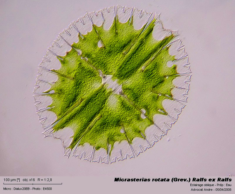 Micrasterias rotata (Grev.) Ralfs ex Ralfs #3161