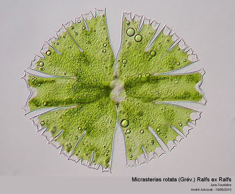 Micrasterias rotata (Grev.) Ralfs ex Ralfs #16612