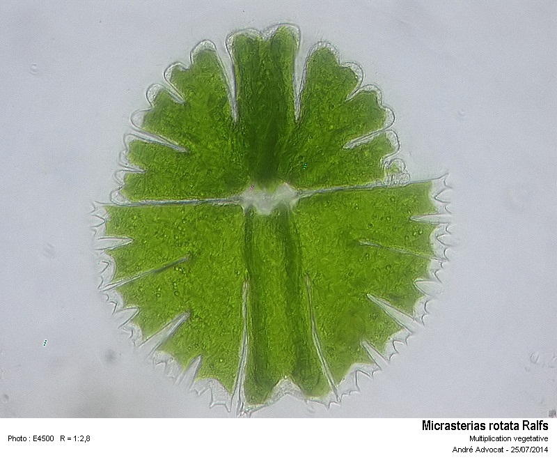 Micrasterias rotata - Multiplication végétative #38314
