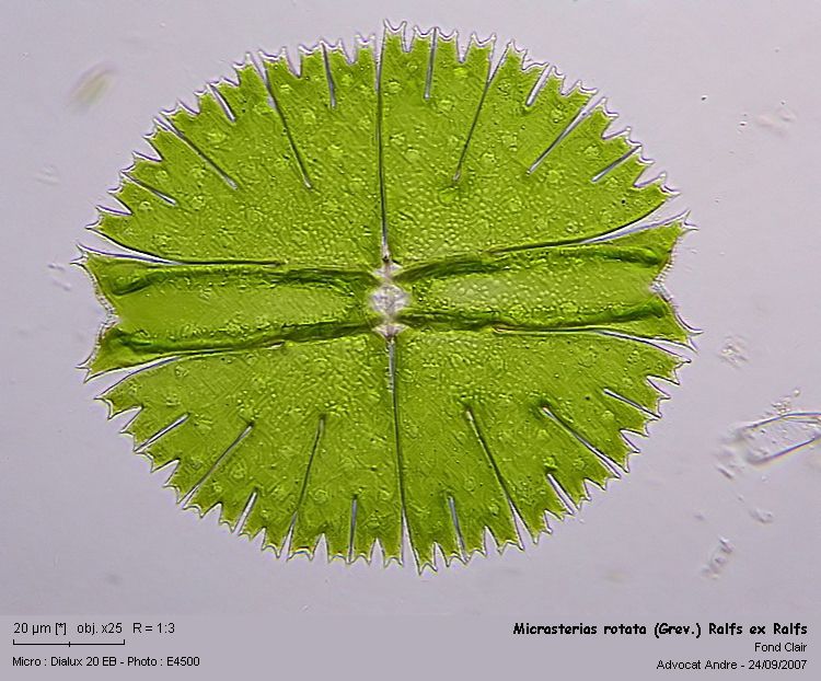 Micrasterias rotata (Grev.) Ralfs ex Ralfs #126