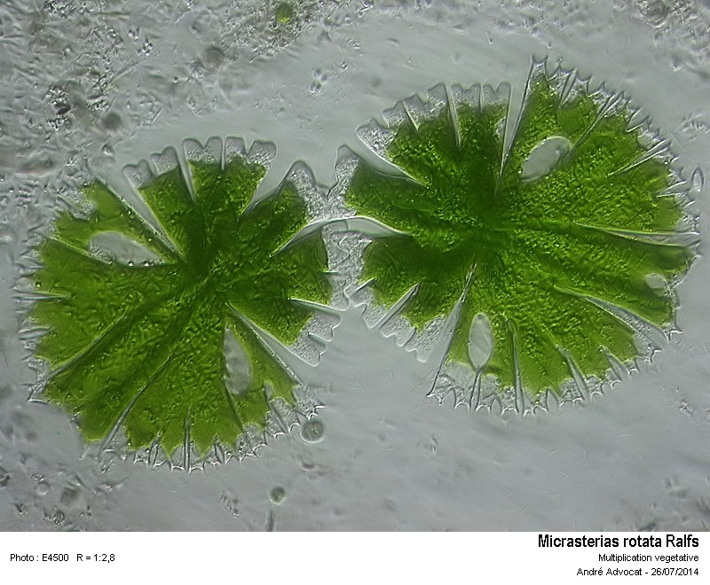 Micrasterias rotata - Multiplication végétative #38312