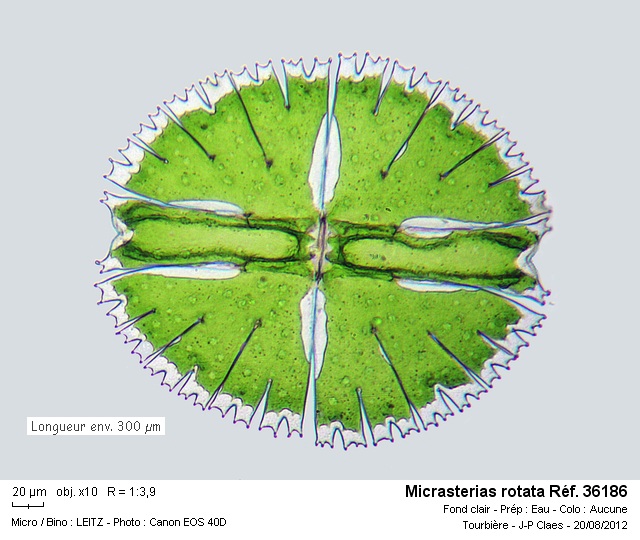 Micrasterias rotata #28900