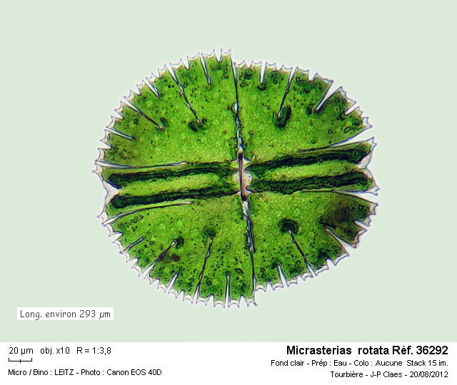 Micrasterias rotata #28899