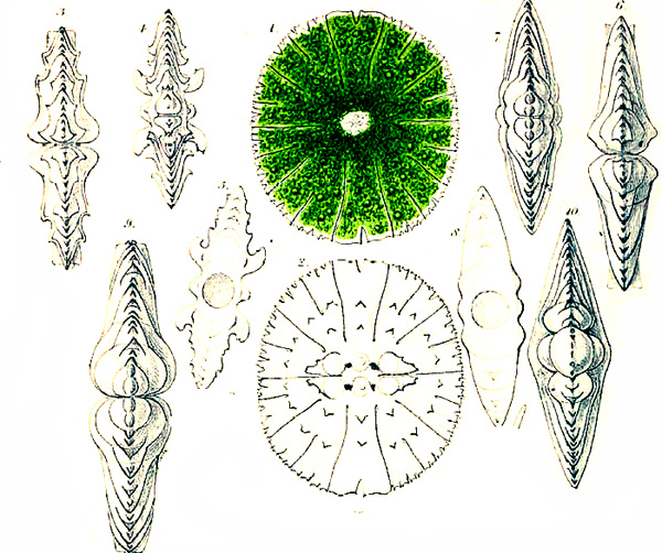 Micrasterias thomasiana Archer var. thomasiana #82168