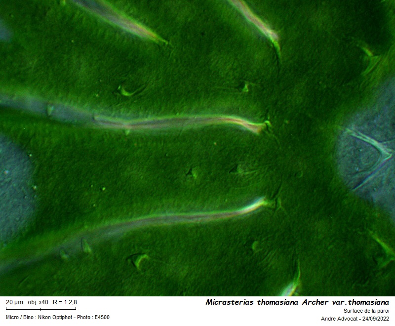 Micrasterias thomasiana Archer var. thomasiana #72115
