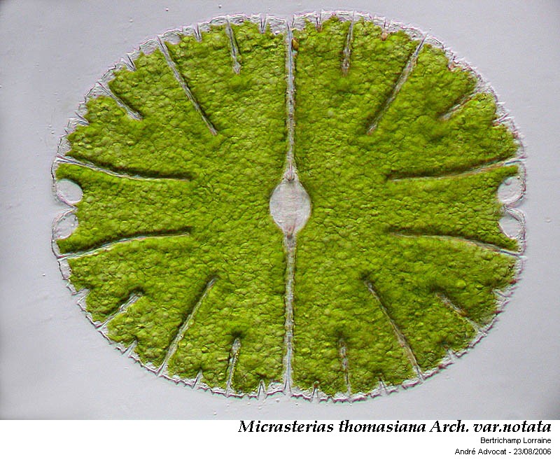 Micrasterias thomasiana Arch. var. notata (Nordst.) Grönbl. #45338