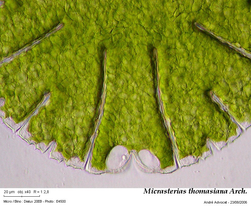 Micrasterias thomasiana Arch. var. notata (Nordst.) Grönbl. #45341